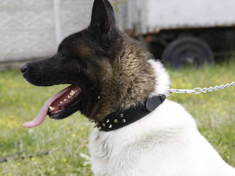 Köpeklerimiz