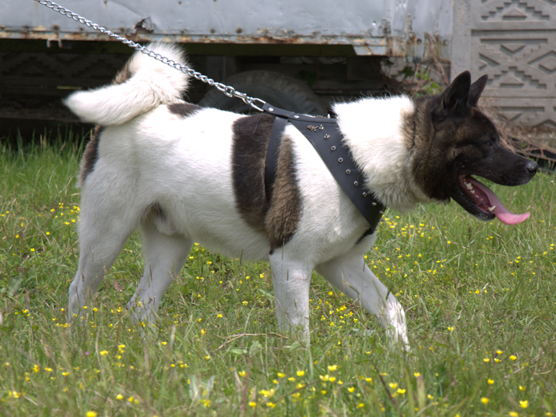 Köpeklerimiz