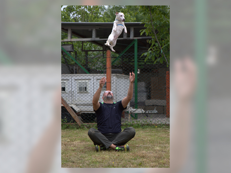 Köpeklerimiz