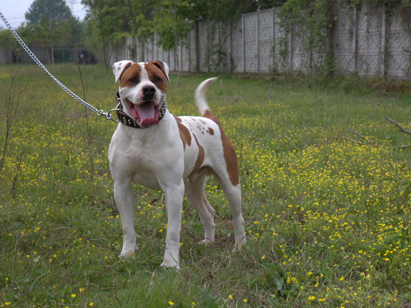 Köpeklerimiz