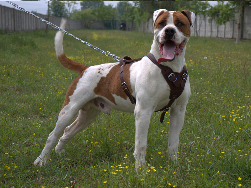 Köpeklerimiz