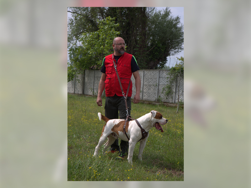Köpeklerimiz