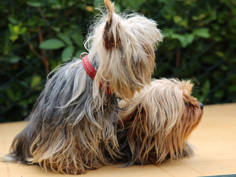 Köpeklerimiz