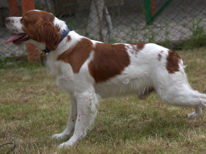 Köpeklerimiz
