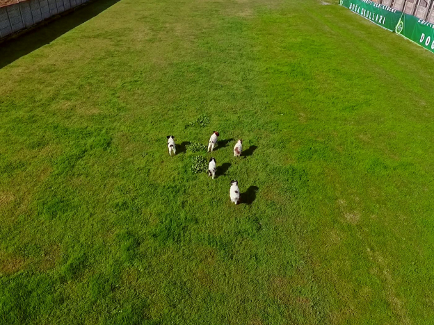 Köpeklerimiz