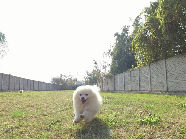 Köpeklerimiz