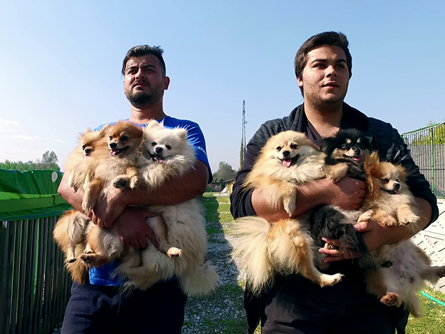 Köpeklerimiz