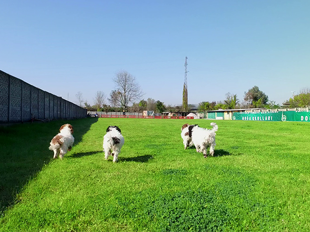 Köpeklerimiz