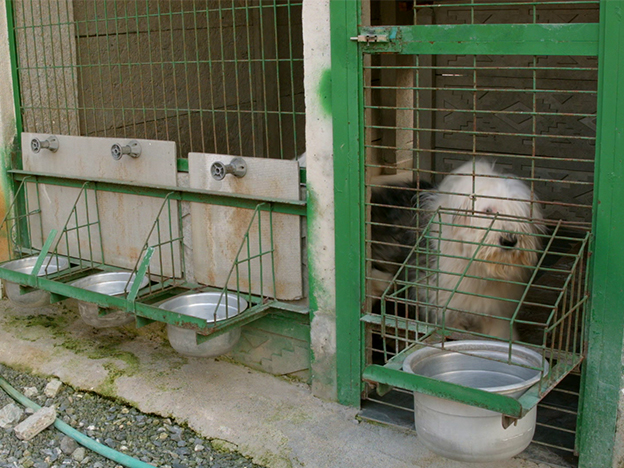 Köpeklerimiz