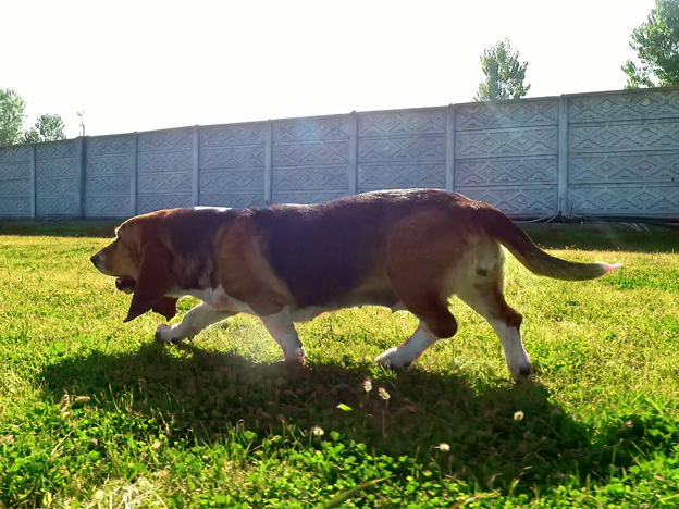 Köpeklerimiz